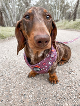 Load image into Gallery viewer, You're A Wizard - Harness