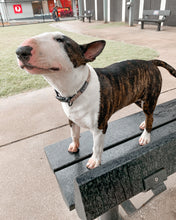 Load image into Gallery viewer, Leopard Print - Collar