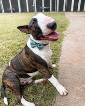 Load image into Gallery viewer, Forest Green - Collar