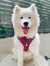 Load image into Gallery viewer, You're A Wizard - Harness