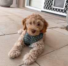 Load image into Gallery viewer, Forest Green - Harness