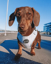 Load image into Gallery viewer, Pinstripe Blue - Harness