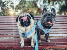 Load image into Gallery viewer, Pinstripe Blue - Harness