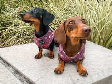 Load image into Gallery viewer, You're A Wizard - Harness