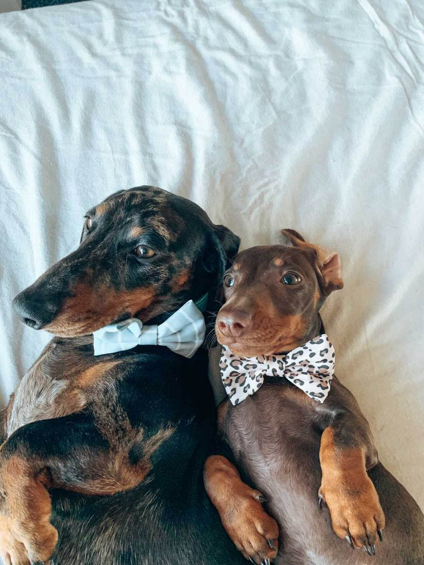 Bow ties discount for dogs australia